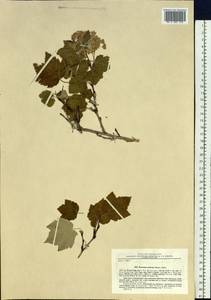 Physocarpus amurensis (Maxim.) Maxim., Siberia, Russian Far East (S6) (Russia)