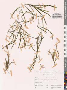 Potamogeton compressus L., Siberia, Yakutia (S5) (Russia)
