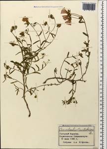 Convolvulus cantabrica L., Caucasus, Azerbaijan (K6) (Azerbaijan)