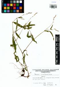 Persicaria minor (Huds.) Opiz, Siberia, Baikal & Transbaikal region (S4) (Russia)