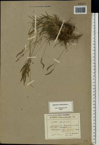 Agrostis stolonifera L., Eastern Europe, North Ukrainian region (E11) (Ukraine)
