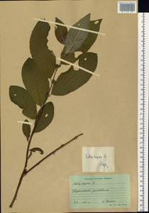 Salix caprea L., Siberia, Russian Far East (S6) (Russia)