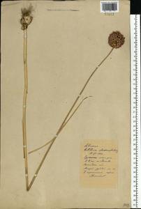 Allium sphaerocephalon L., Eastern Europe, North Ukrainian region (E11) (Ukraine)