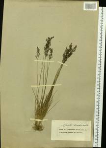 Agrostis mertensii Trin., Siberia, Chukotka & Kamchatka (S7) (Russia)