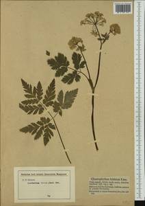 Chaerophyllum hirsutum L., Western Europe (EUR) (Austria)