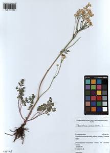 Thalictrum petaloideum L., Siberia, Altai & Sayany Mountains (S2) (Russia)