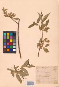 Salix fragilis L., Eastern Europe, Middle Volga region (E8) (Russia)