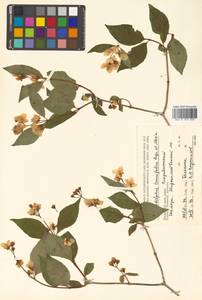 Philadelphus tenuifolius Rupr. & Maxim., Siberia, Russian Far East (S6) (Russia)