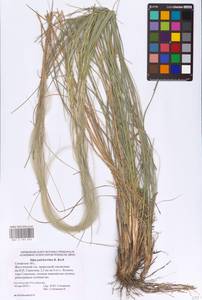 Stipa pulcherrima K.Koch, Eastern Europe, Middle Volga region (E8) (Russia)