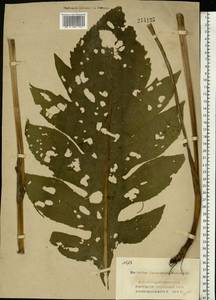 Cirsium oleraceum (L.) Scop., Eastern Europe, Central region (E4) (Russia)