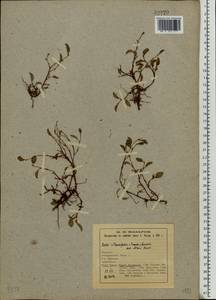 Salix rotundifolia, Eastern Europe, Northern region (E1) (Russia)