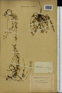 Helianthemum rupifragum A. Kern., Eastern Europe, Lower Volga region (E9) (Russia)