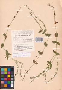 MHA 0 161 189, Veronica vindobonensis (M. Fisch.) M. Fisch., Eastern Europe, Lower Volga region (E9) (Russia)