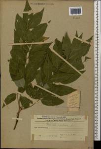 Fraxinus excelsior L., Caucasus, Azerbaijan (K6) (Azerbaijan)