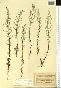 Artemisia scoparia Waldst. & Kit., Siberia, Baikal & Transbaikal region (S4) (Russia)