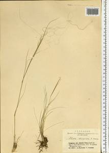 Stipa krylovii Roshev., Siberia, Altai & Sayany Mountains (S2) (Russia)