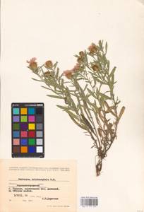 Centaurea trichocephala M. Bieb. ex Willd., Eastern Europe, North Ukrainian region (E11) (Ukraine)
