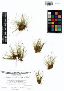 Eleocharis acicularis (L.) Roem. & Schult., Siberia, Baikal & Transbaikal region (S4) (Russia)