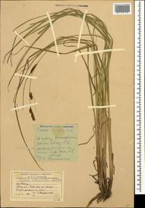 Carex atherodes Spreng., Caucasus, Stavropol Krai, Karachay-Cherkessia & Kabardino-Balkaria (K1b) (Russia)