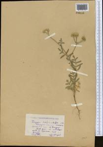 Turgenia latifolia (L.) Hoffm., Middle Asia, Caspian Ustyurt & Northern Aralia (M8) (Kazakhstan)
