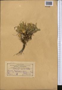 Centaurea rhizantha C. A. Mey., Middle Asia, Kopet Dag, Badkhyz, Small & Great Balkhan (M1) (Turkmenistan)