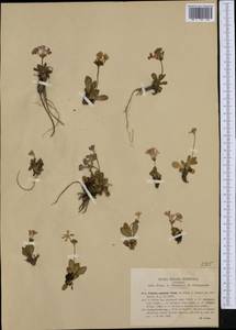 Primula daonensis (Leyb.) Leyb., Western Europe (EUR) (Italy)