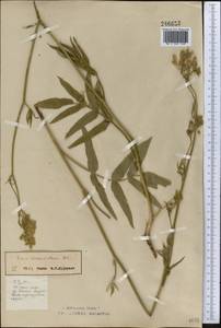 Sium sisarum L., Middle Asia, Northern & Central Kazakhstan (M10) (Kazakhstan)