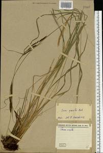 Carex acuta L., Eastern Europe (no precise locality) (E0) (Not classified)