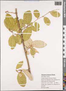 Elaeagnus pungens C.P. Thunb. ex A. Murray, South Asia, South Asia (Asia outside ex-Soviet states and Mongolia) (ASIA) (China)