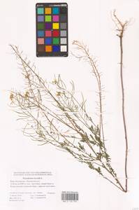 Sisymbrium loeselii L., Eastern Europe, Lower Volga region (E9) (Russia)