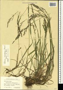 Festuca orientalis (Boiss.) B.Fedtsch., Crimea (KRYM) (Russia)