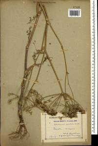 Astrodaucus orientalis (L.) Drude, Caucasus, Armenia (K5) (Armenia)