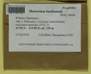 Meteorium buchananii (Brid.) Broth., Bryophytes, Bryophytes - Russian Far East (excl. Chukotka & Kamchatka) (B20) (Russia)