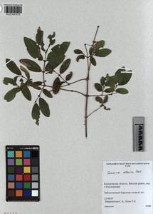 KUZ 004 673, Lonicera caerulea subsp. altaica (Pall.) Gladkova, Siberia, Altai & Sayany Mountains (S2) (Russia)