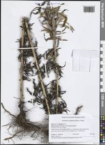 Artemisia umbrosa Turcz. ex DC., Eastern Europe, Moscow region (E4a) (Russia)