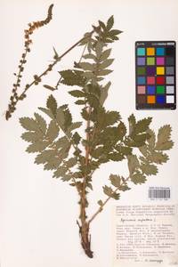 Agrimonia eupatoria L., Eastern Europe, Lower Volga region (E9) (Russia)