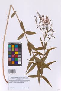 Lythrum virgatum L., Eastern Europe, Moscow region (E4a) (Russia)
