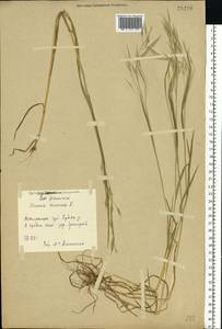 Bromus arvensis L., Eastern Europe, Central forest region (E5) (Russia)