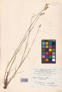 Dianthus borbasii Vandas, Eastern Europe, South Ukrainian region (E12) (Ukraine)