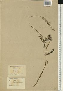 Myriophyllum verticillatum L., Eastern Europe, North Ukrainian region (E11) (Ukraine)