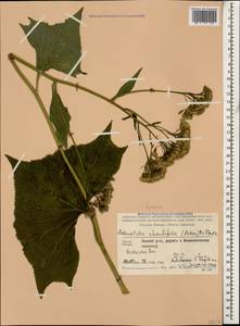 Caucasalia macrophylla (M. Bieb.) B. Nord., Caucasus, Georgia (K4) (Georgia)