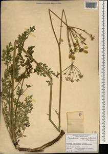 Afrosciadium caffrum (Meisn.) Winter, Africa (AFR) (South Africa)