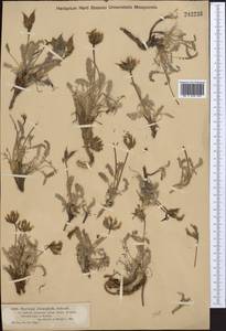 Oxytropis chionophylla Schrenk, Middle Asia, Dzungarian Alatau & Tarbagatai (M5) (Kazakhstan)