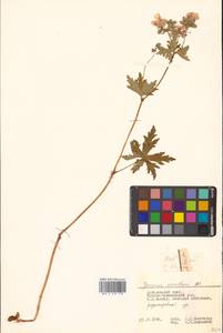 Geranium erianthum DC., Siberia, Russian Far East (S6) (Russia)