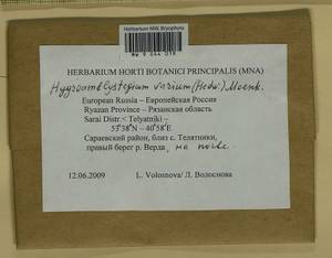 Hygroamblystegium varium (Hedw.) Mönk., Bryophytes, Bryophytes - Middle Russia (B6) (Russia)