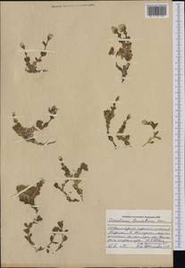 Cerastium alpinum L., Western Europe (EUR) (Bulgaria)