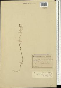 Descurainia sophia (L.) Webb ex Prantl, Crimea (KRYM) (Russia)