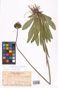 Pilosella glomerata (Froel.) Fr., Eastern Europe, Moscow region (E4a) (Russia)