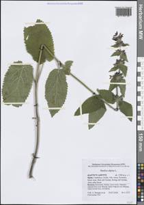 Stachys alpina L., Western Europe (EUR) (Spain)