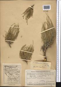 Ephedra intermedia Schrenk & C.A.Mey., Middle Asia, Muyunkumy, Balkhash & Betpak-Dala (M9) (Kazakhstan)